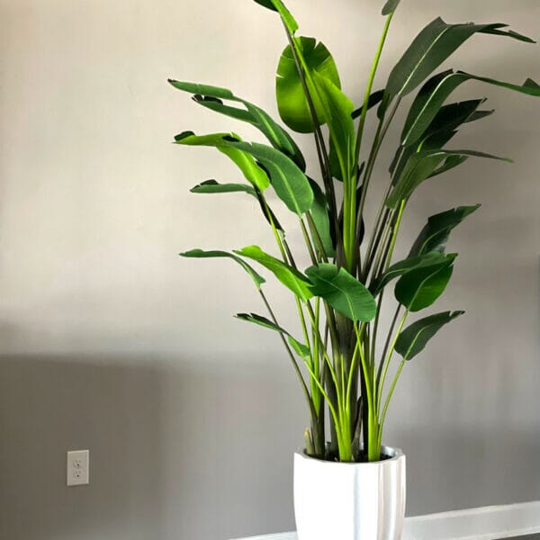 Bright White Alicante Vase with 9-foot Bird of Paradise The New Garden