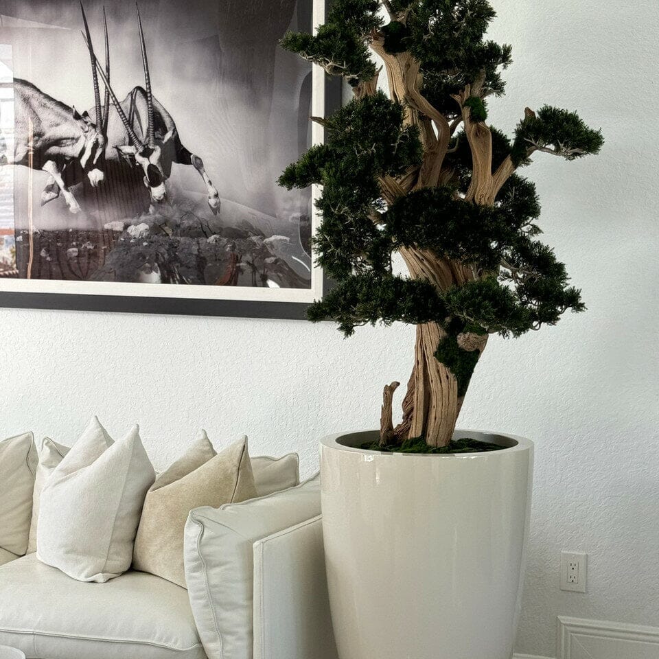 Large Bonsai in Brannan Planter The New Garden