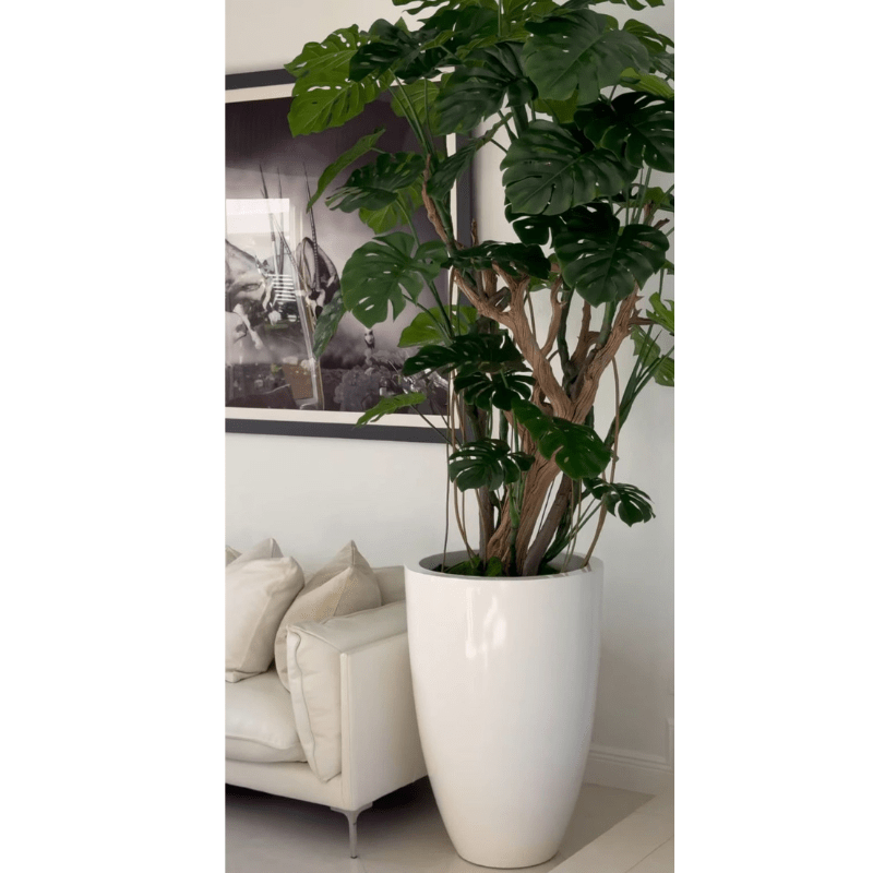 Monstera Plant in High-Gloss White Pot The New Garden