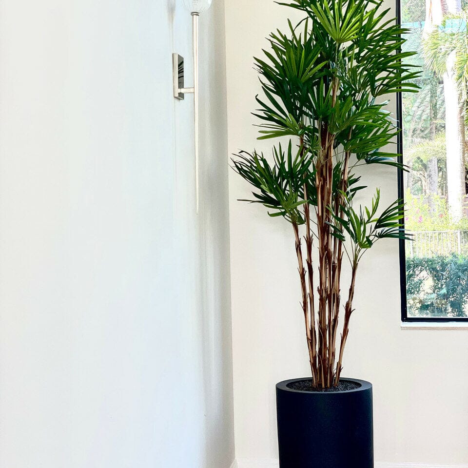Palm tree in XL black pot The New Garden