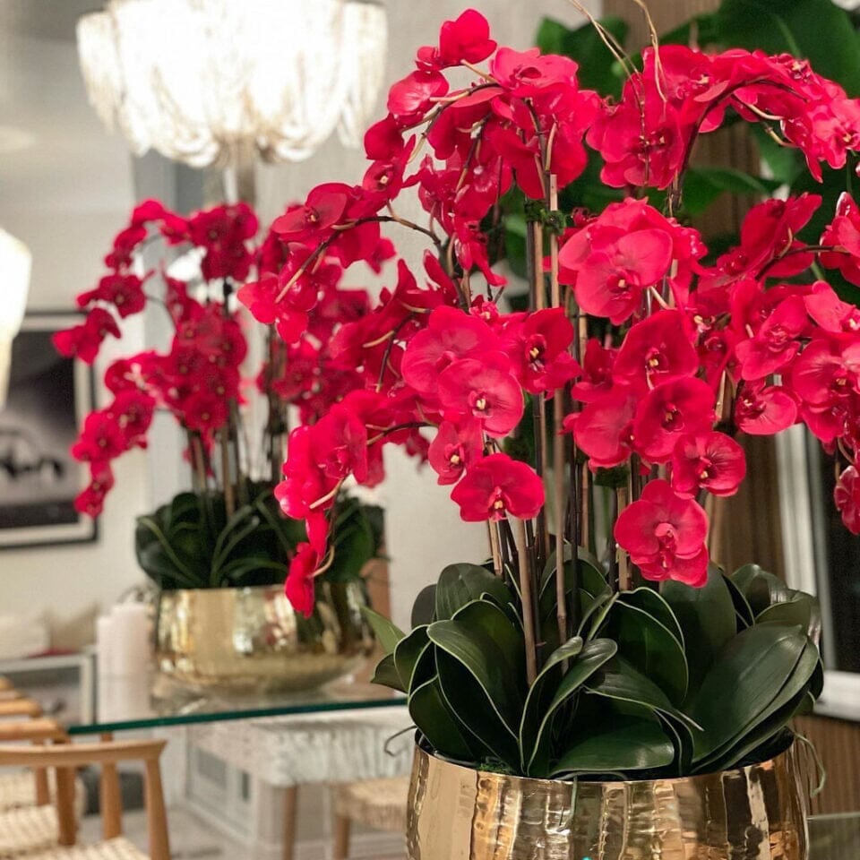 Red Phalaenopsis Orchids in Medium Gold Pot The New Garden