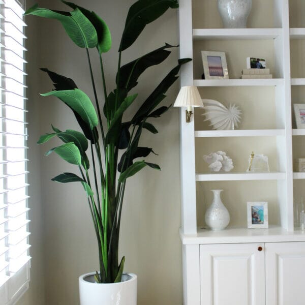 2.7 m Bird of Paradise Plant with Ben Planter in Glossy White The New Garden 