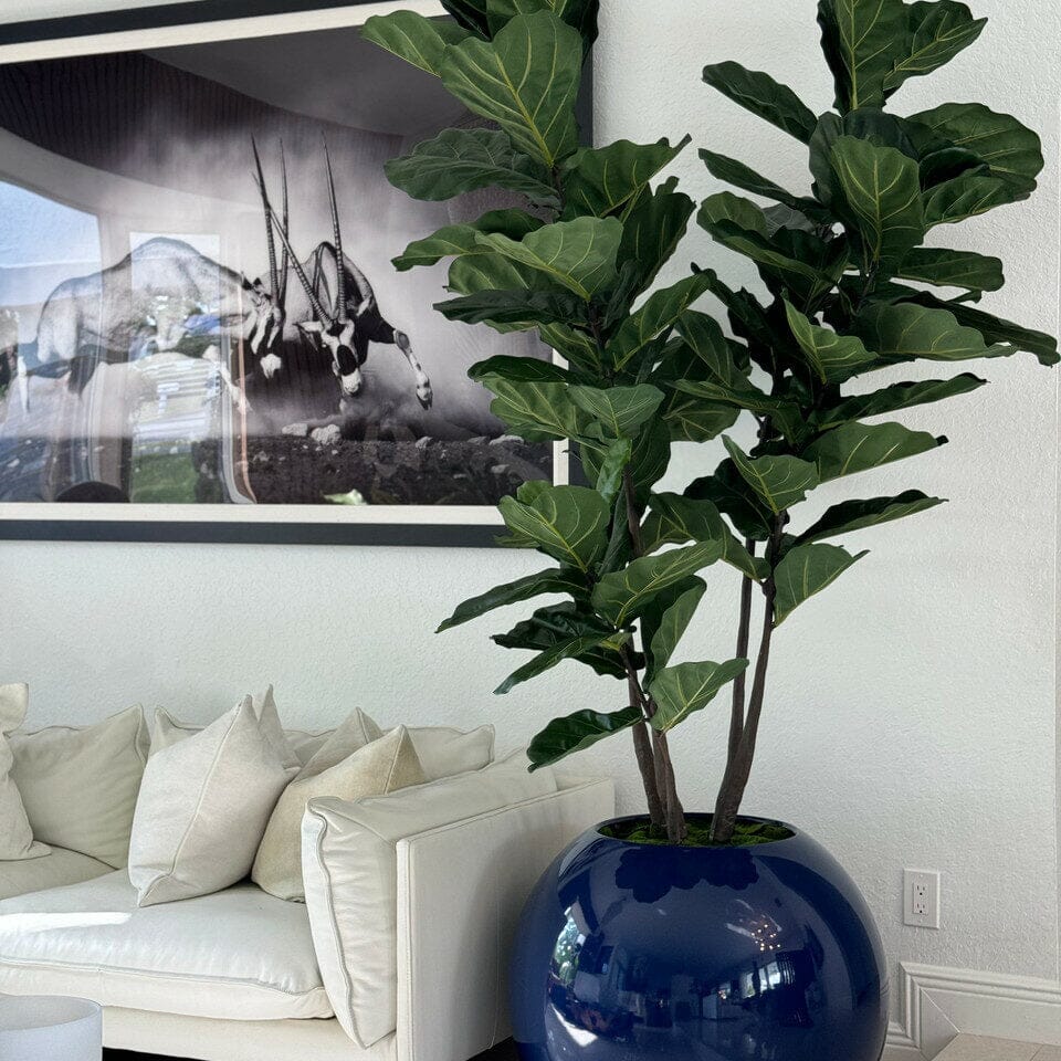 30" Blue Globe Planter with Fiddle Leaf Fig The New Garden 
