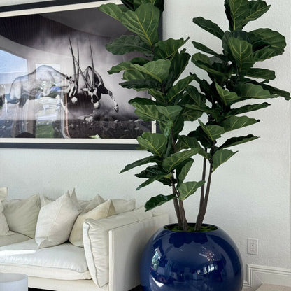 30" Blue Globe Planter with Fiddle Leaf Fig The New Garden 