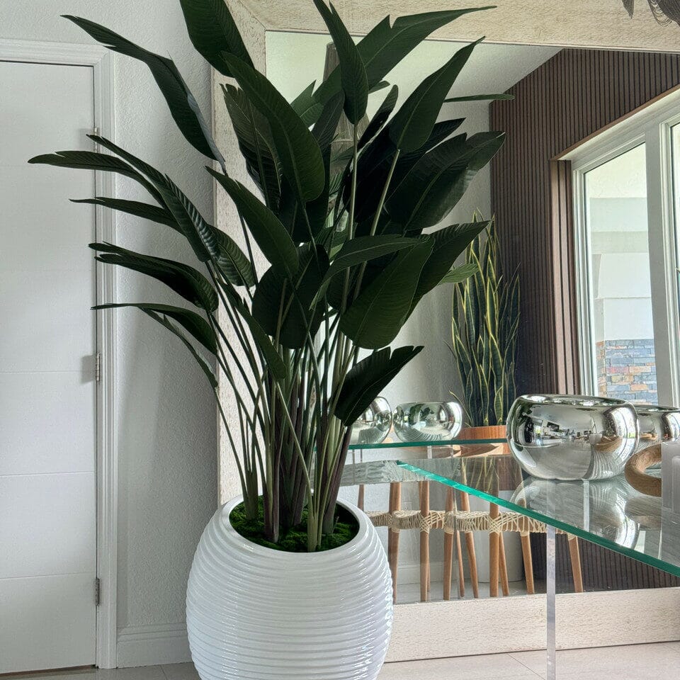 Bird of Paradise in White Spiral Pot The New Garden 
