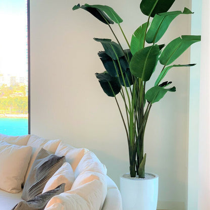 Bird of Paradise Plant (2.7 m) with Ben Planter in Glossy White The New Garden 