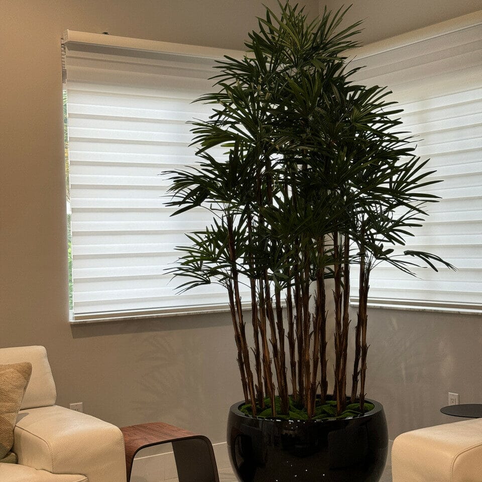 Black Terragona Pot with Lady Palm The New Garden 