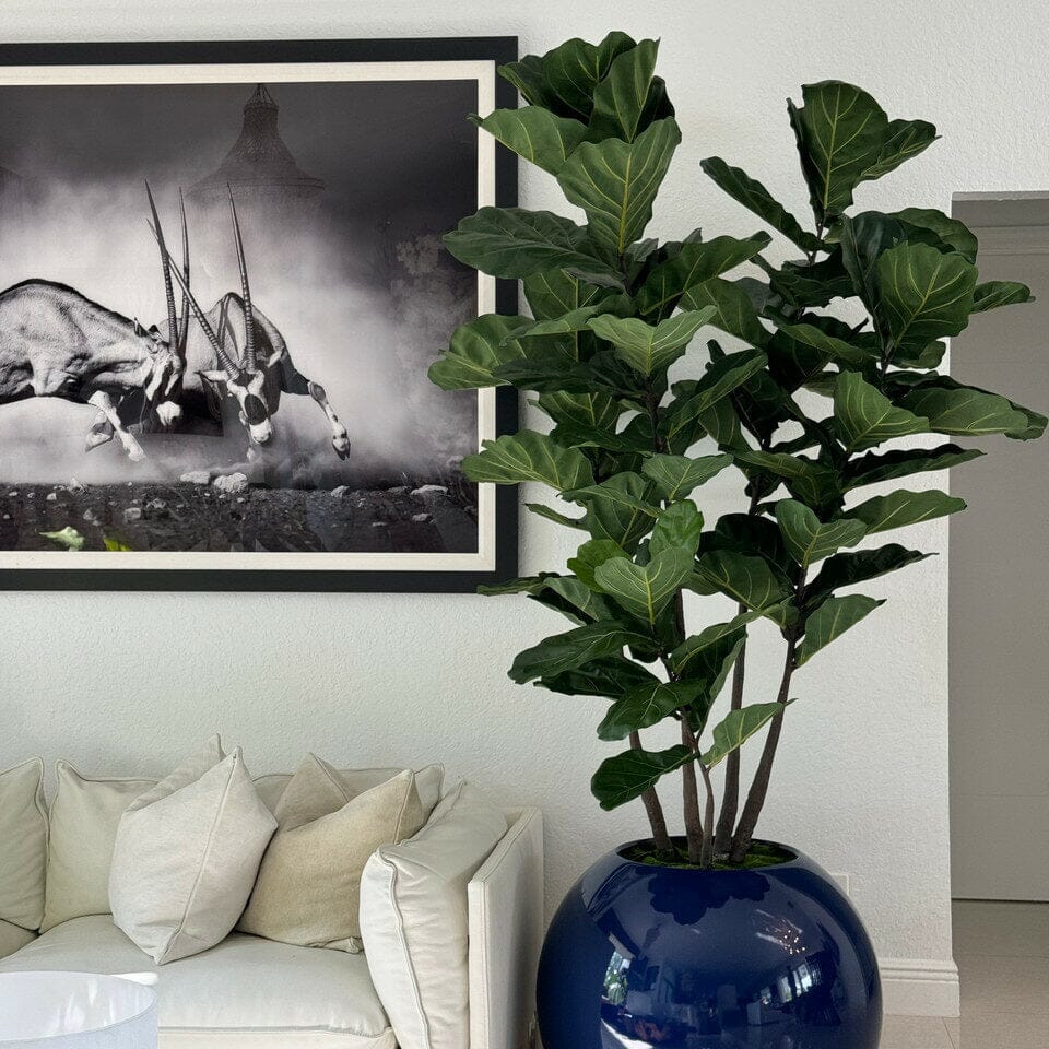 Blue Globe Planter with Fiddle Leaf Fig The New Garden 