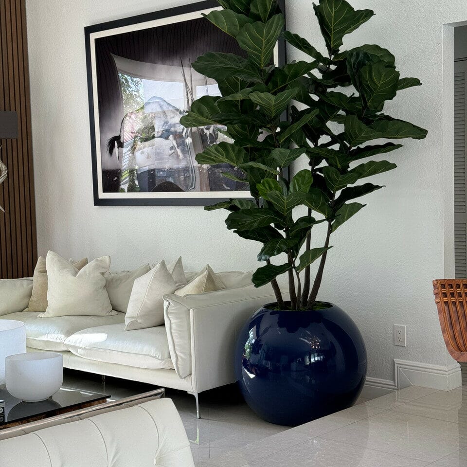 Blue Globe Planter with Fiddle Leaf Fig The New Garden 