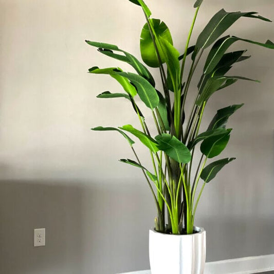 Bright White Alicante Vase with 9-foot Bird of Paradise The New Garden 