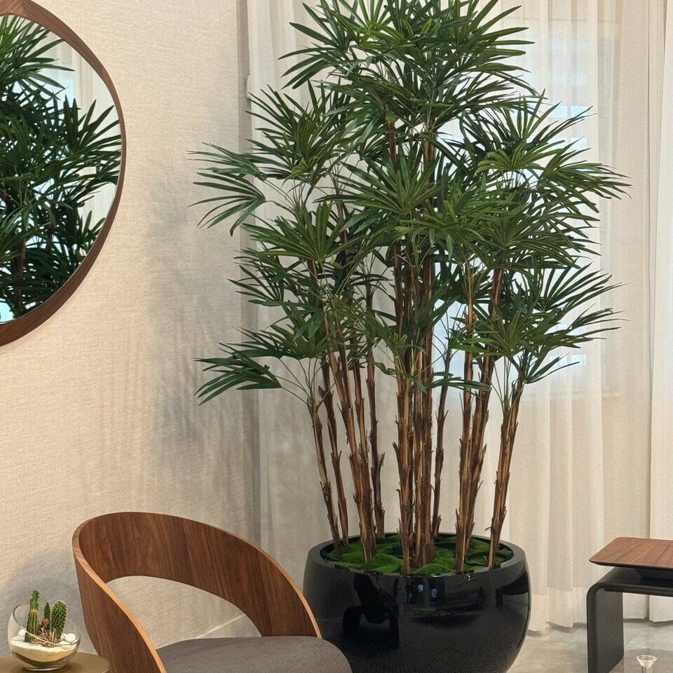 Lady Palm in Black Terragona Planter The New Garden 