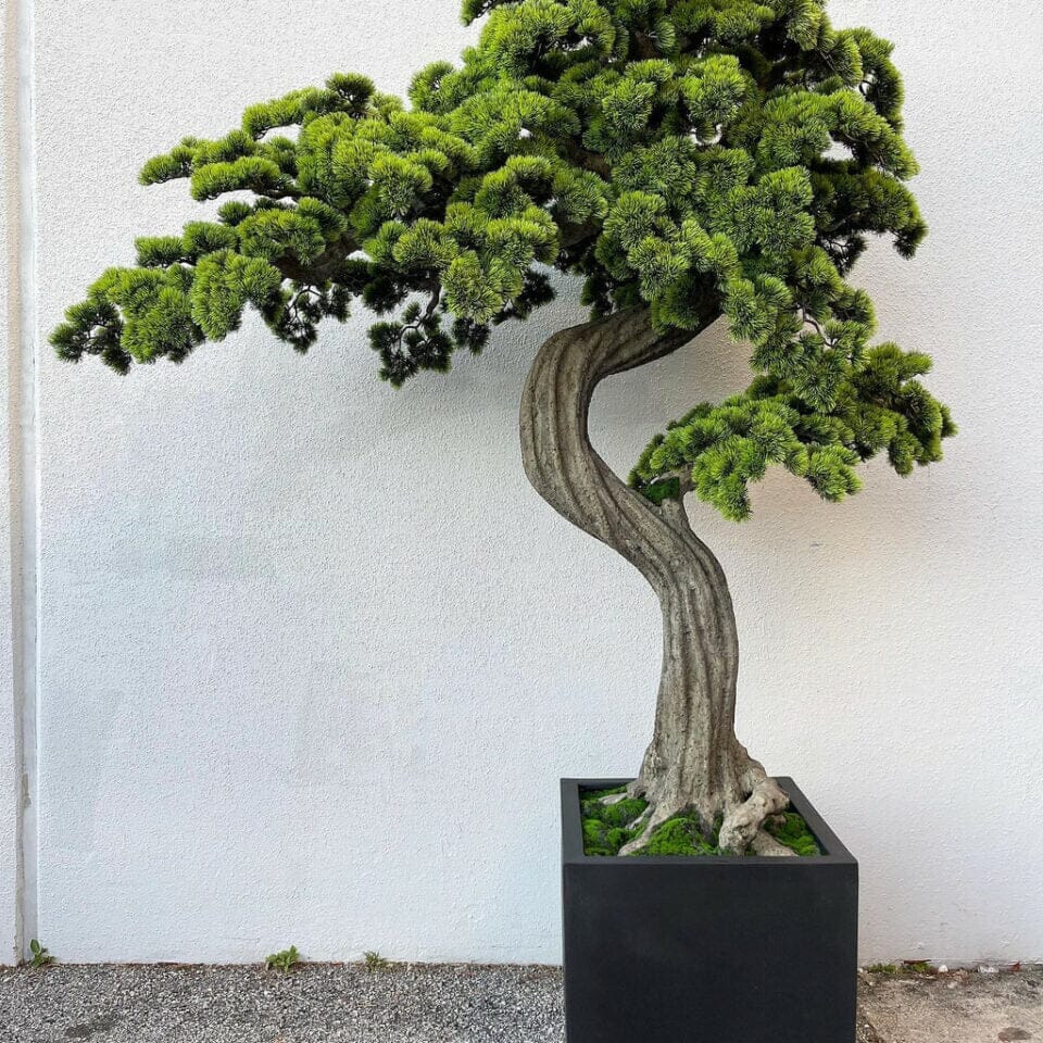 Large Block M Bonsai Tree The New Garden 