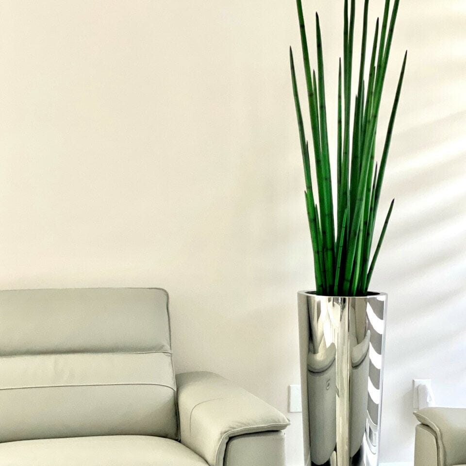 Large, Polished Stainless Steel Pot with Large Snake Grass Plant The New Garden 
