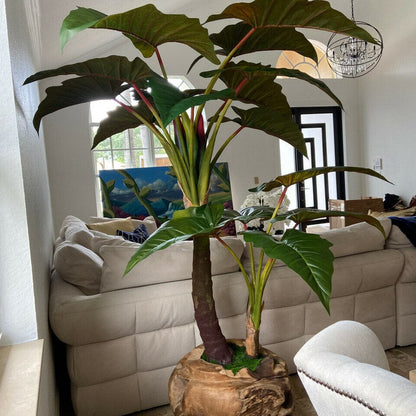 Large Teak Wood Bowl with Alocasia Plant The New Garden 