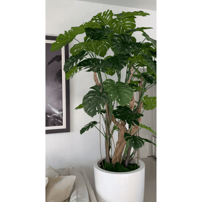 Monstera plant in shiny white pot The New Garden 