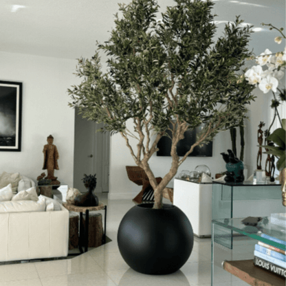 Olive Tree in Matte Black Pot The New Garden 