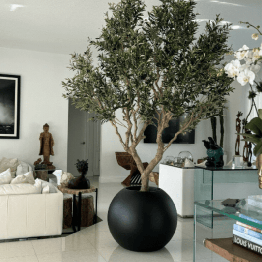 Olive Tree in Matte Black Pot The New Garden 