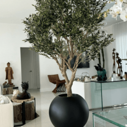 Olive Tree in Matte Black Pot The New Garden 