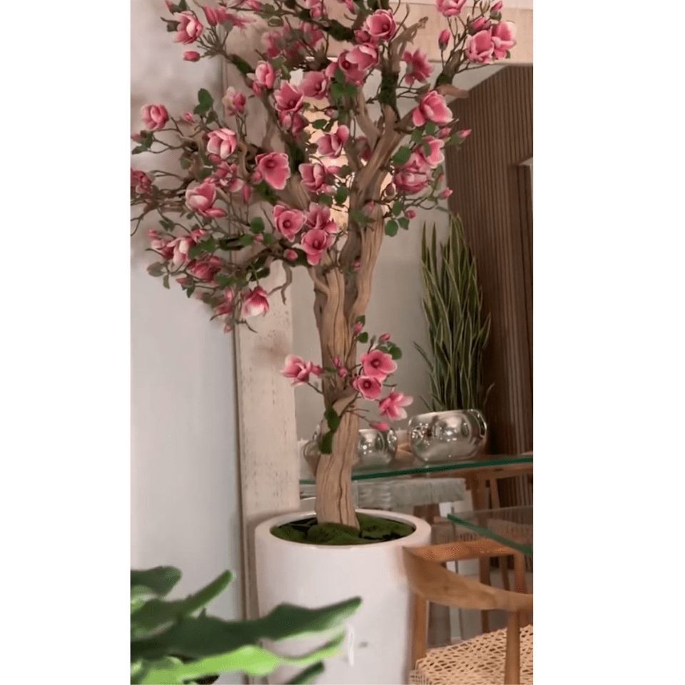 Pink Magnolia Tree in St. Tropez Pot in Radiant White – New Release The New Garden 