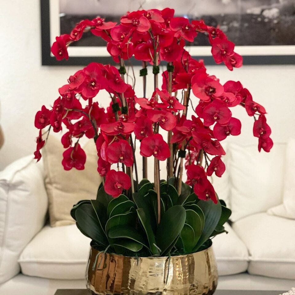Red Phalaenopsis Orchids in Medium Gold Pot The New Garden 