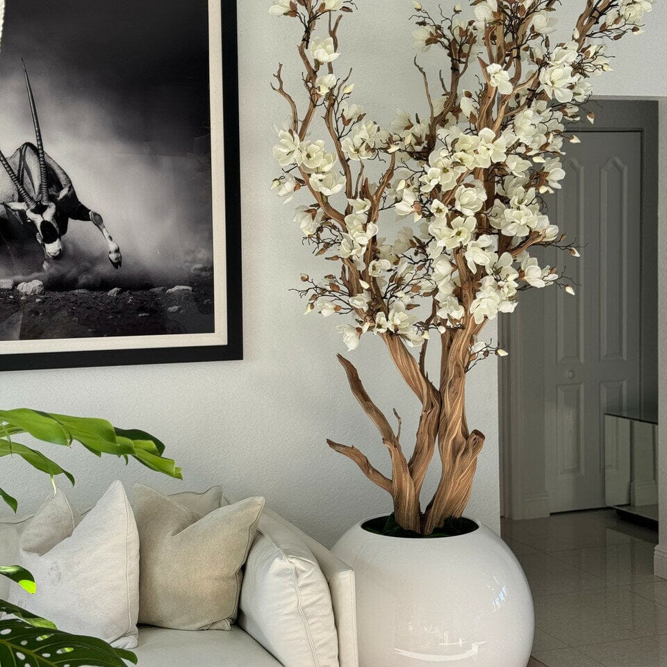 White Magnolia Tree in 126 cm Shiny White Globe Pot The New Garden 