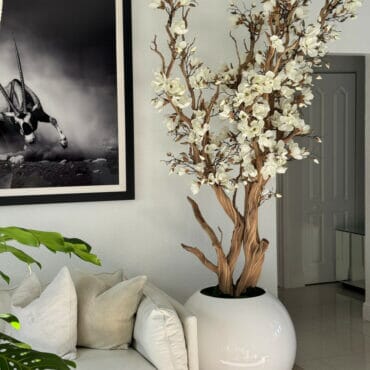 White magnolia tree in shiny white globe pot 30″ The New Garden 