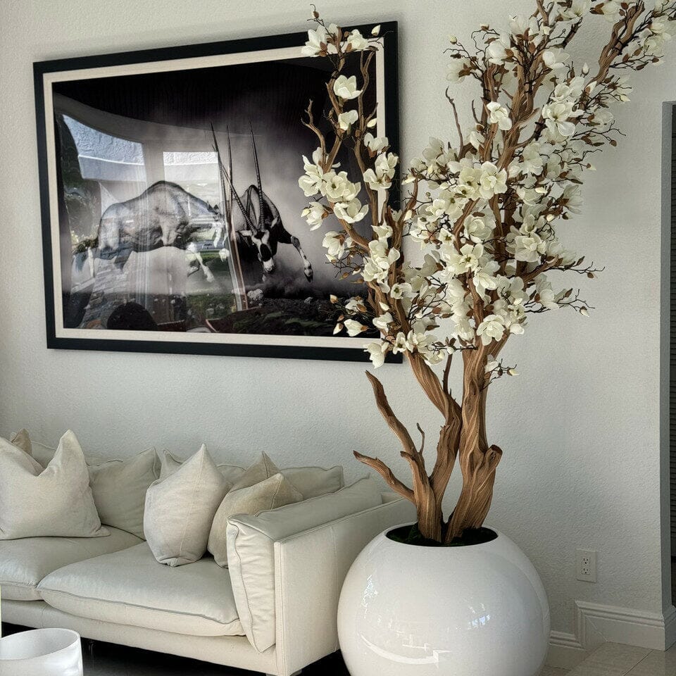 White magnolia tree in shiny white globe pot, 76 cm The New Garden 