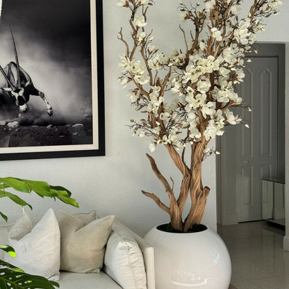 White magnolia tree in shiny white globe pot, 76 cm The New Garden 